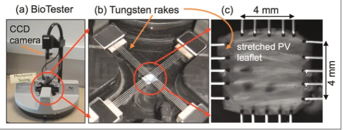 Figure 2. The BioTester is capable of applying physiologically plausible biaxial loading states to tissue samples