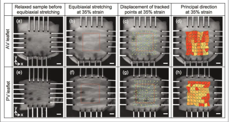 Figure 4. Corresponding macroscopic appearance of AV and PV samples under equibiaxial testing