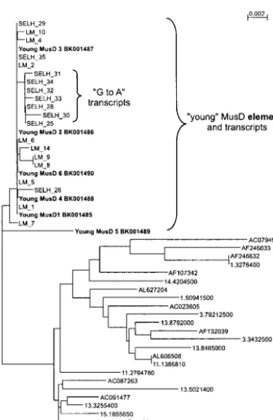 FIG. 6. Dendrogram of transcribed MusD sequences and elementsfrom the B6 genome. Phylogeny for 1.2-kb MusD fragments (nt 680 to