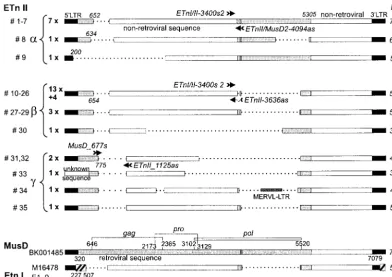 FIG. 3. Analysis of retroviral copy number by quantitative real-time PCR. The relative copy number of elements in the strains