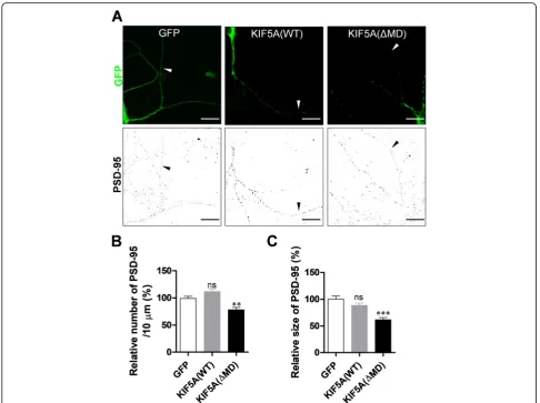 Fig. 1 Expression of KIF5Anumber of PSD-95 particles (GFP: 100.00% ± 3.88%,[cn = 31 dendrites; KIF5A [ ΔMD mutant reduces the number and average size of PSD-95 particles in dendrites