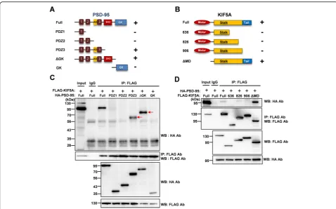 Fig. 3 The PDZ3 domain of PSD-95 and the tail region of KIF5A are required for the interaction