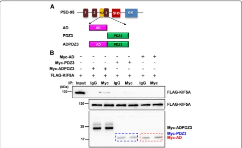 Fig. 4 ADPDZ3 domain is required for the interaction. To identify which domains are necessary for the interaction, AD (PDZ-associated domain ofthe NMDA receptor), PDZ3, ADPDZ3 were constructed and used in co-IP assays with full-length KIF5A