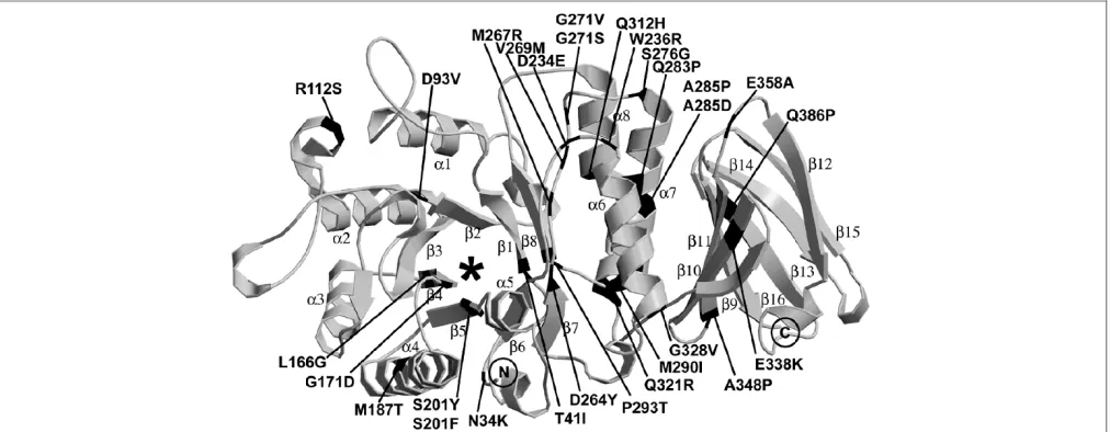 Table 2. In vitro expression of the double missense mutations inCOS-7 cells.