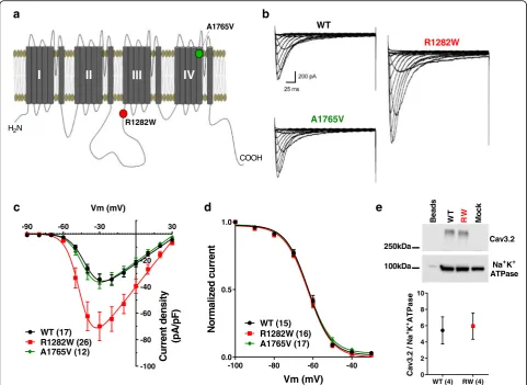 Fig. 1 Biophysical effects of Cav3.2 mutations. a Schematic representation of the Cav3.2 channel showing the approximate location of theR1282W and A1765V mutations