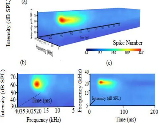 Figure 2. Volume rendering: (a) A complete representation of auditory response across intensity, frequency and time domains
