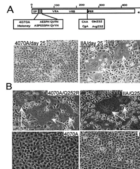 FIG. 1. Isolation of the Q252R mutation. (A) Identiﬁcation ofQ252R: a schematic diagram of IIA SU is shown in the top panel