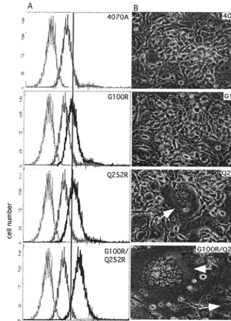 FIG. 2. (A) Virus binding assays. Viruses with the Envs indicated atthe upper right corner of each panel were used to bind NIH 3T3 cells,