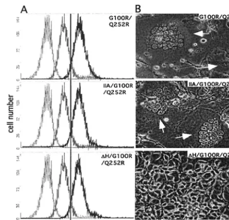 FIG. 4. Effects of alteration in NTR of G100R/Q252R Env. (A) Vi-rus binding assays. Different Envs use in the assay are indicated at the