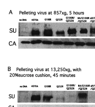 TABLE 2. Function of Q252R-containing Env proteins