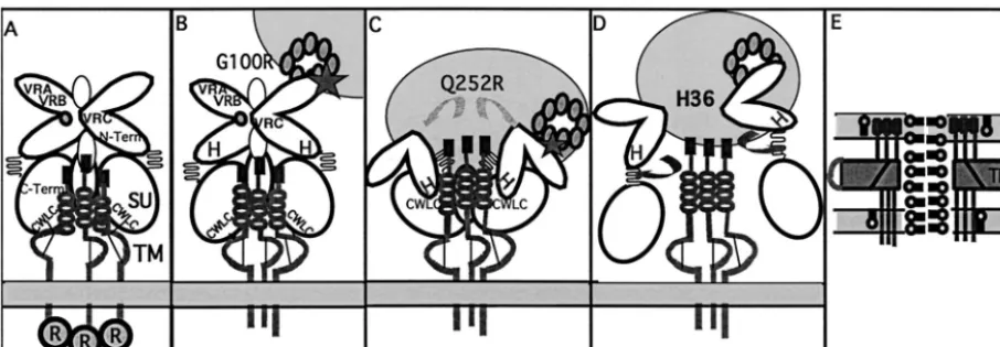 FIG. 6. Model for sequential events in conformational changes in SU. The viral membrane containing the Env protein is shown as a light greypanel at the bottom, and target cell membrane (round) expressing receptor (linked circles indicating multiple transmembrane topology) is shown
