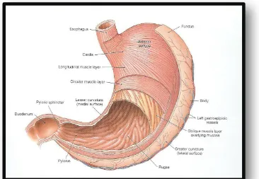 Figure 1 includes the basicconstruction of gastrointestinal tract from stomach tolarge 