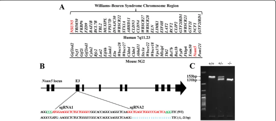 Fig. 1 Construction and genotype verification of Nsun5 null mice. a Comparison of WBS genomic regions in human and mouse