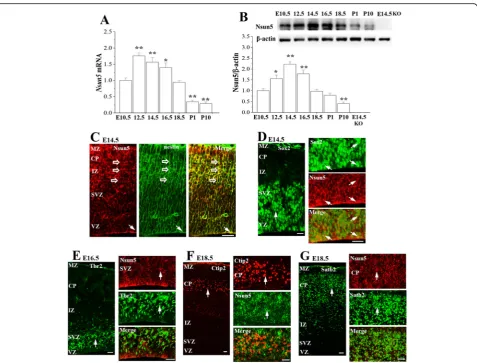 Fig. 3 Dynamic expression of Nsun5 during corticogenesis.in E10.5, E12.5, E14.5, E16.5, E18.5, PND1 (P1) and PND10 (P10) WT mice, and E14.5 a & b Bar graphs show the levels of cerebral cortex Nsun5 mRNA and Nsun5 protein Nsun5-KO mice (KO)