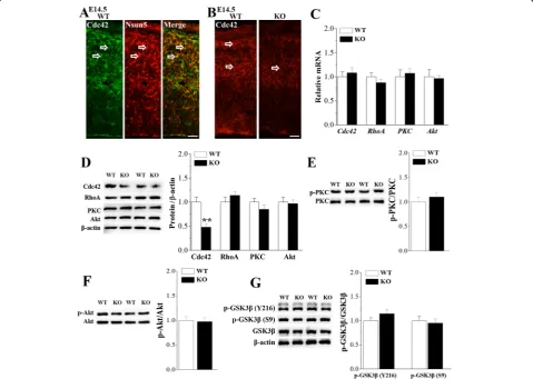Fig. 7 Nsun5 deficiency reduces the Cdc42 expression.(p-GSK3 a Representative images of double immunostaining for Cdc42 (green) and Nsun5 (red) inE14.5 WT mice (WT)