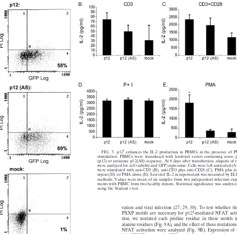 FIG. 5. p12Istimulation. PBMCs were transduced with lentiviral vector containing sense p12 enhances the IL-2 production in PBMCs in the presence of PMAI