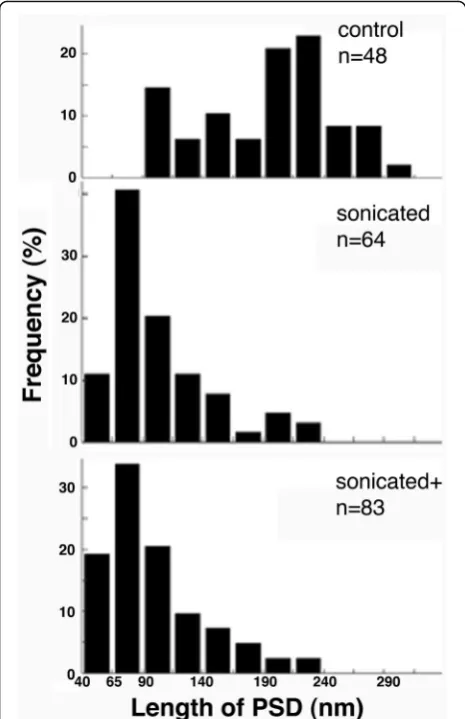 Fig. 5 Size distribution of particles in control and sonicated samples.An area within 30 μm from the top of each pellet was sampled andthe length (major axis) of PSDs and particles, ~ 40 nm in length andbigger, of similar electron density were measured in 