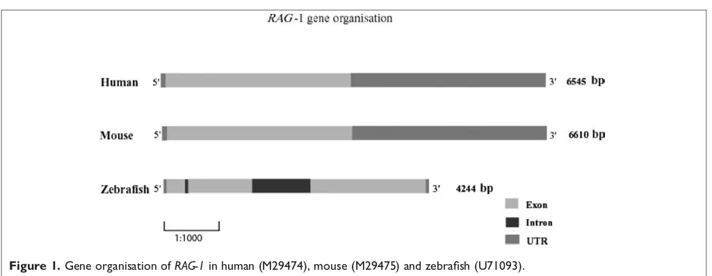 Figure 1. Gene organisation of RAG-1 in human (M29474), mouse (M29475) and zebraﬁsh (U71093).