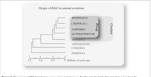 Figure 2. Occurrence of RAG homologues across major animal groups. Reptilia includes birds