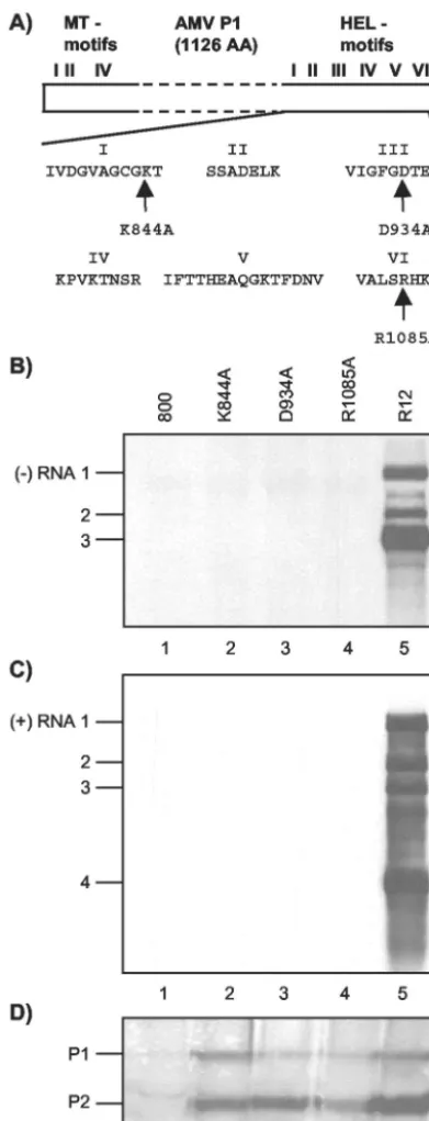 FIG. 1. Mutations in RNA 1 affecting P1 helicase motifs interferewith viral RNA synthesis