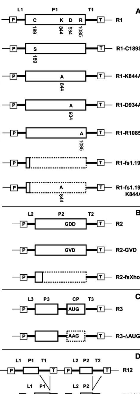 FIG. 2. Diagrammatic illustration of T-DNA constructs used in thisstudy. Constructs R1 (A), R2 (B), and R3 (C) express wt RNAs 1, 2,