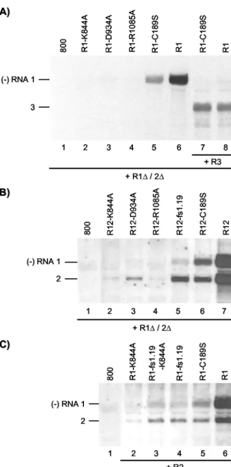 FIG. 3. cisP1 helicase motifs. Shown are Northern blot analyses of the accumu-lation of negative-strand (expression of R1 and R1wt proteins P1 and P2, and the R3 construct expressed wt RNA 3