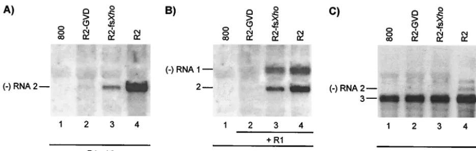 FIG. 5. Analysis of cis2, 3, and 4) or R1extracted from the leaves 2 (A and B) or 5 (C) days p.i