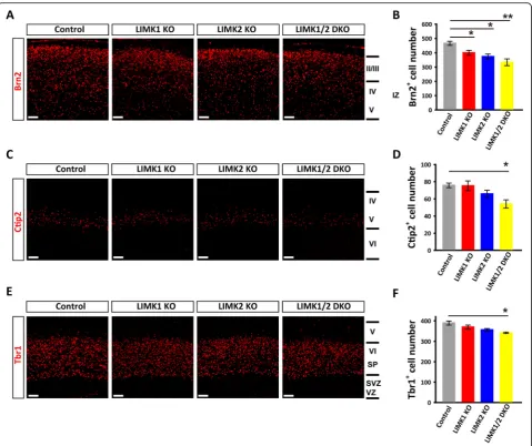 Fig. 2 Altered layer-specific markers in LIMK1 KO and LIMK2 KO cortex. a, b Sample coronal brain sections of postnatal day 0 (P0) stained for thelate-born neuronal marker Brn2 (layer II and III) and summary graph showing reduced Brn2+ neurons in LIMK2 KO a