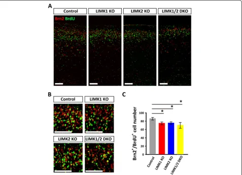 Fig. 3 Reduced pyramidal neurons in the upper cortical layer of LIMK KO mice. a and b Sample coronal brain sections stained for the late-bornneuronal marker Brn2 (red) and BrdU (green) injected at E14.5, showing co-location of Brn2+ and BrdU+ neurons (yell