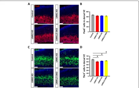 Fig. 6 Coronal brain sections of WT control and LIMK KO mice E14.5 embryos were stained for Pax6 or Tbr2
