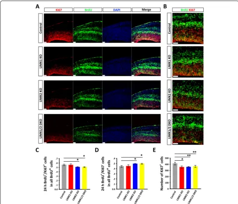 Fig. 7 Altered cell cycle state in the telencephalon of LIMK KO mice.of the control and various LIMK KO were then dissected at E14.5 and processed for immunostaining for BrdU (green), Ki67 (red) and DAPI (blue).b a Pregnant mice were injected with BrdU at 