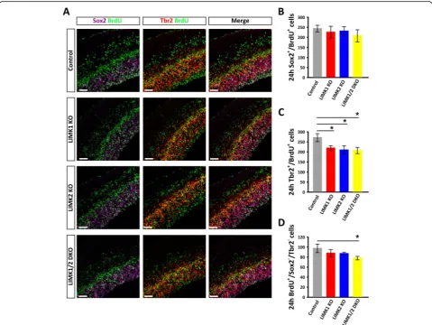 Fig. 8 Reduced proliferation of intermediate neural progenitors in LIMK KO mice.the embryos of the control and various LIMK KO were then dissected at E14.5 and processed for immunostaining for Sox2 (purple), Tbr2 (red)and BrdU (green)