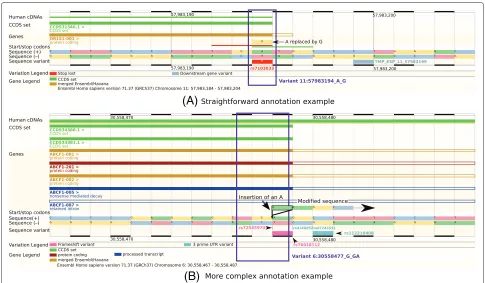 Figure 1 Annotation examples.are read from left to right). The ‘hollowed-out’ parts of transcripts indicate non-coding sequences