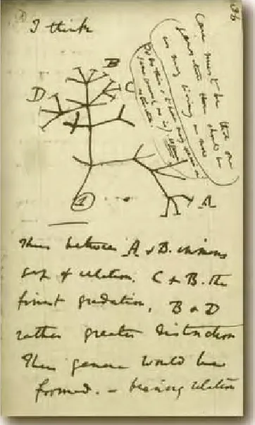Fig. 2.Fig. 2. Tree of Life, from Darwin Tree of Life, from Darwin’s notebooks (’s notebooks (22).22).