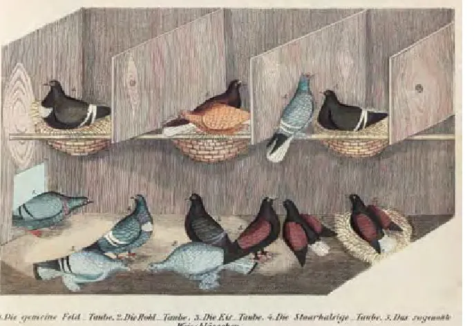 Fig. 3. Pigeons (23).