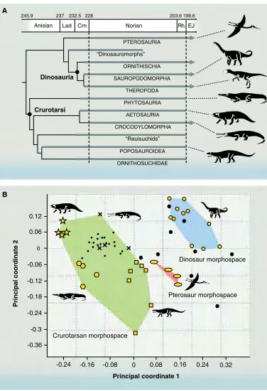 Fig. 3. Phylogenetic relationships and morphospace occupation for Triassic archosaurs
