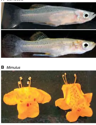 Fig. 1. (Fig. 1.A) Example of ecological speciation. Repeatedly and (A) Example of ecological speciation