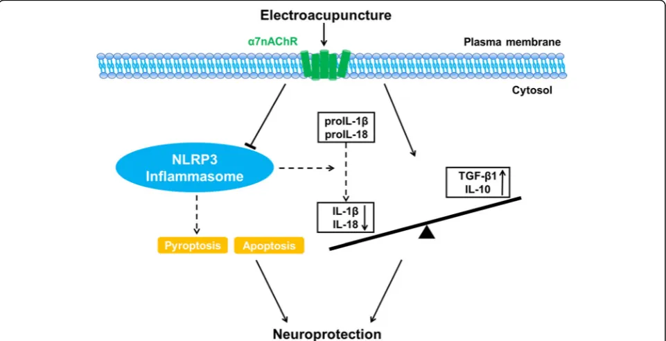 Fig. 9 Schematic diagram illustrating the mechanisms of EA-induced neuroprotection. Electroacupuncture attenuated cerebral ischemic injuryand neuroinflammation through α7nAChR-mediated inhibition of NLRP3 inflammasome in stroke rats
