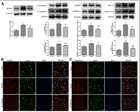 Fig. 3 Effect of EA stimulus on the expression of NLRP3 inflammasome.with MCAO group. ** a Representative western immunoblotting analysis of NLRP3, Caspase-1 and IL-1β(n = 4)