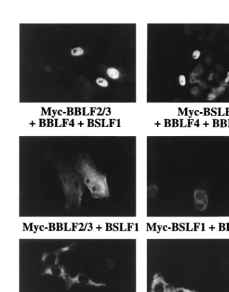 FIG. 2. Expression of the Myc-tagged helicase-primase proteins. Expressionvectors for Myc-BBLF2/3, Myc-BBLF4, and Myc-BSLF1 and for a control rep-