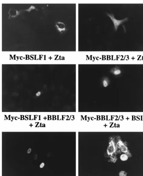FIG. 4. Immunoﬂuorescence assay demonstrating relocalization of Myc-BBLF4, Myc-BBLF2/3 plus BSLF1, and Myc-BSLF1 plus BBLF2/3 in the pres-
