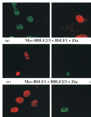 FIG. 5. Immunoﬂuorescence assay showing that cotransfected cells in which Myc-BBLF4 or Myc-BBLF2/3 plus BSLF1 localize to the nucleus express Zta