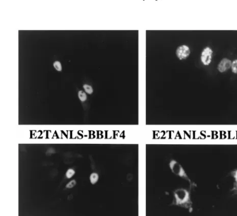 TABLE 2. Effect of Zta activation domain deletions onlocalization of BBLF4 and BBLF2/3 plus BSLF1
