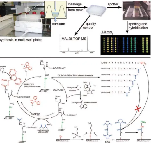 Fig. 1. Scheme of the production process. Parallel PNA synthesis based on Fmoc chemistry takes place in resin-filled microwell plates at a 0.4- μmol scale using an AutoSpot pipetting robot