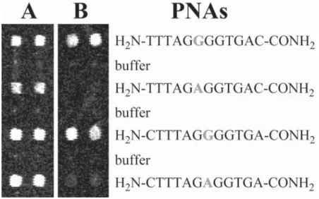 Fig. 3. Detection of a SNP. PNA 12-mers of identical sequence but for a G or A nucleotide at their sixth or seventh position (marked bold), respectively, were spotted in duplicate on succinimidyl activated glass slides, with one row of buffer spots placed 