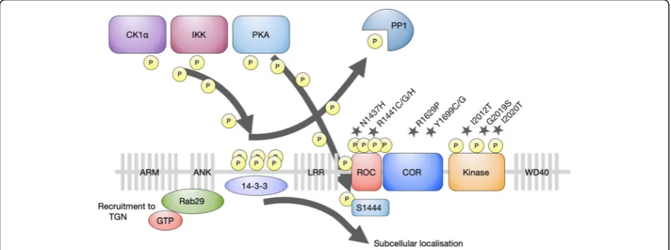 Fig. 1 LRRK2 domain structure and function. LRRK2 contains a catalytic core, conferring GTPase activity via the RocCOR domain and kinaseactivity, embedded in ARM, ANK, LRR and WD40 protein-protein interaction domains