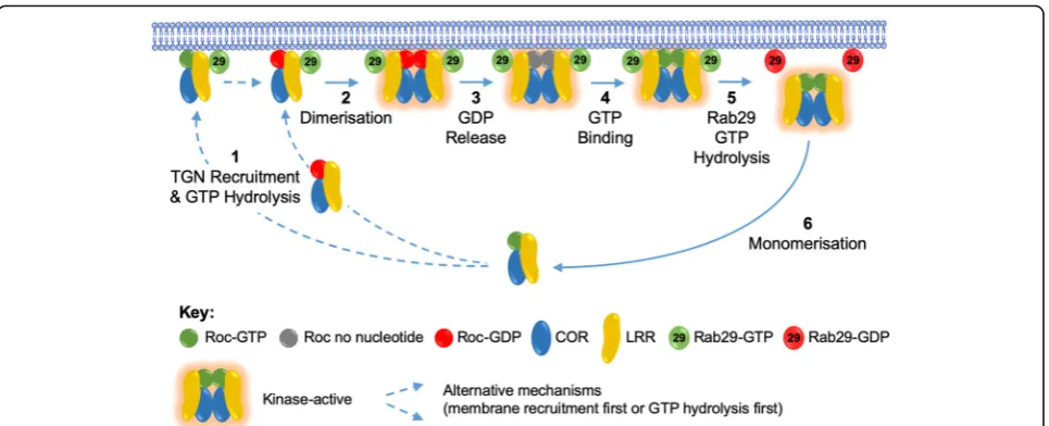 Fig. 2 Rab29-dependent LRRK2 activation model. In the presence of GTP-bound Rab29 the equilibrium between monomeric cytosolic LRRK2 andby pathogenic RocCOR mutations