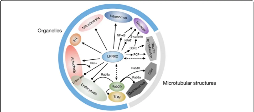 Fig. 3 Cell biological processes impacted by LRRK2. As outlined in the main text, LRRK2 has been implicated in regulating processes atmembranous organelles and microtubule-based structures, which are shown in the Figure, as are certain LRRK2-mediated signa
