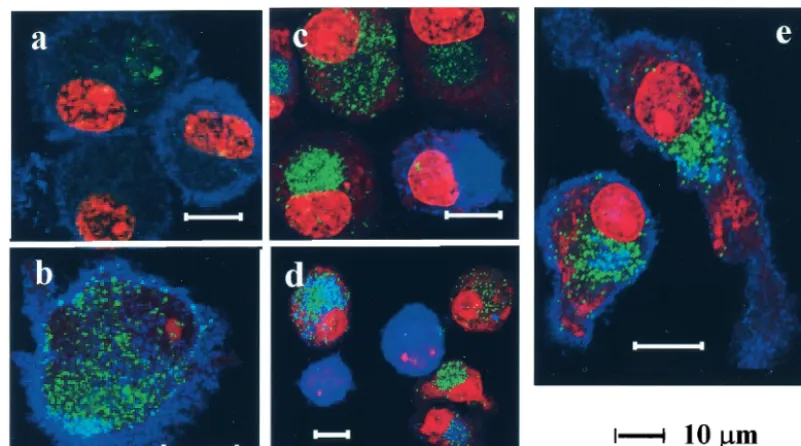 FIG. 2. Uptake and localization of yeast VLP-EGFP by DCs. Monocyte-derived immature DCs were cultured in the presence of 40-�VLP-EGFP for 20 min (a to c), 1 h (d), or overnight (e), washed, and spread onto glass slides