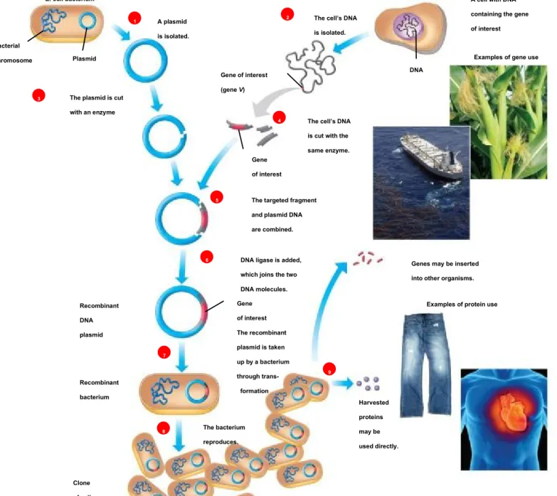 Figure 12.1b-0 Plasmid 1 2 3 4 5 6 7 9 8BacterialchromosomeE. coli bacterium A plasmid is isolated.
